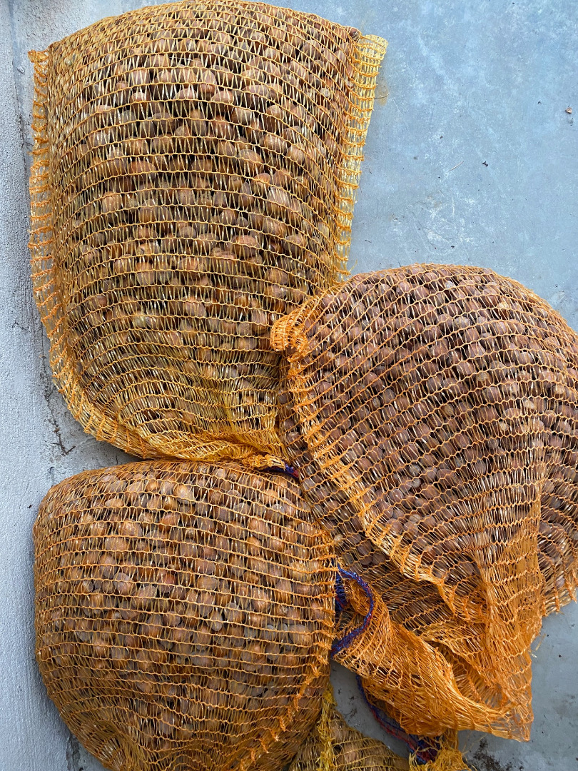 red and white hazelnuts in the shell