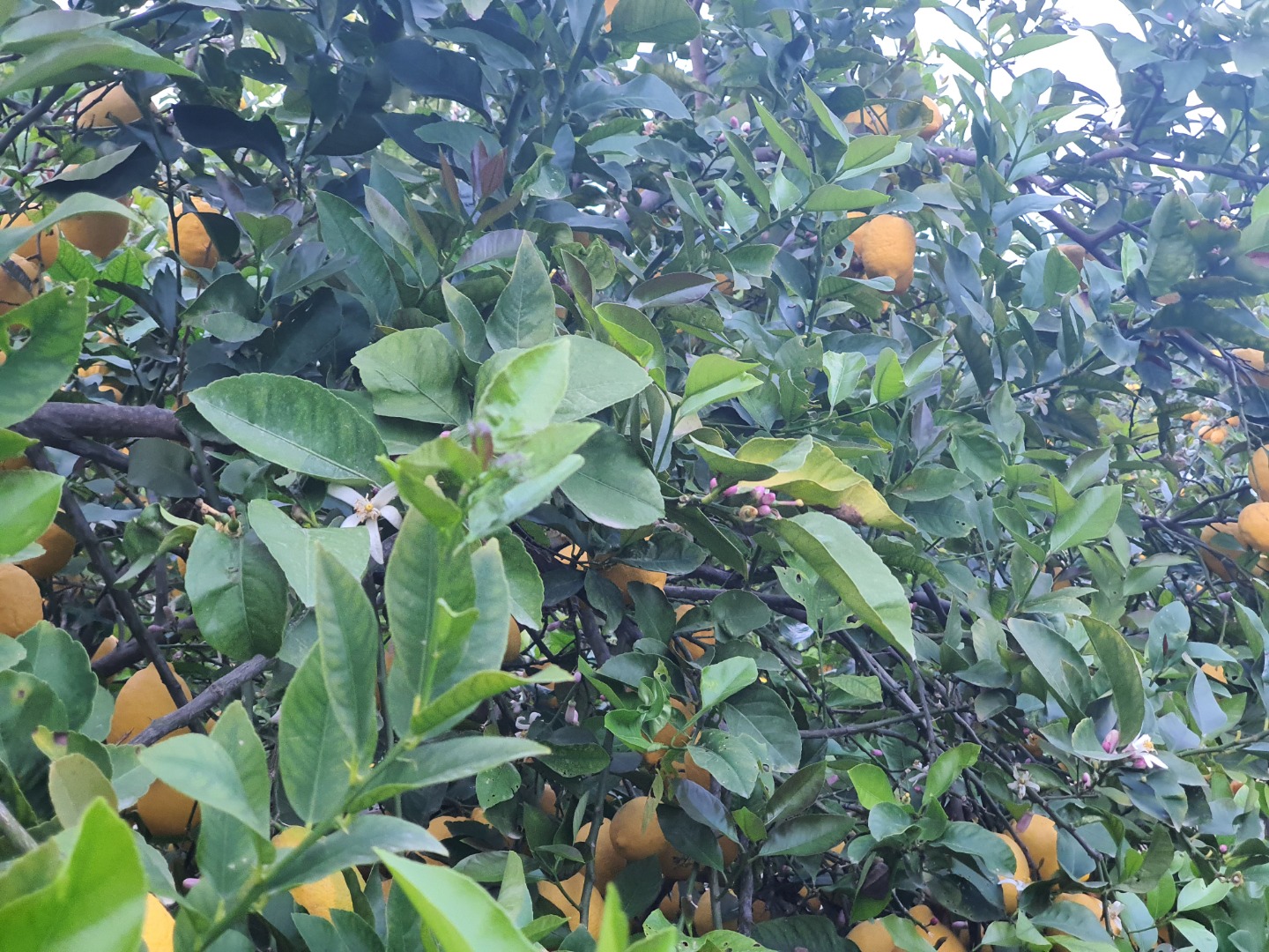 I will sell about 40.00 kg of the highest quality lemons (small) on a tree