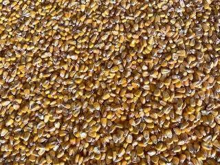 Corn without GMOs. GMP+ certificate. Basic quality indicators. In