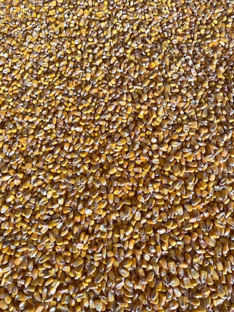 Corn without GMOs