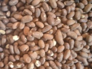 Bitter kola for sale contact+[phone number]