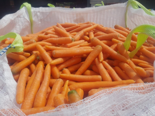 we supply fresh potatoes at a very good and