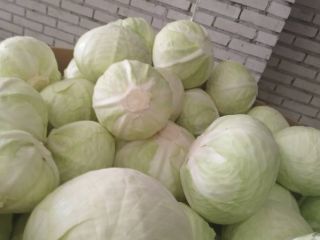 I'm selling supermarket-quality white cabbage. 1.5-4kg in carloads.