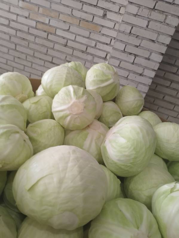 I'm selling supermarket-quality white cabbage