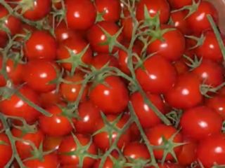 Picadilly quality, Sicily excellent pulp