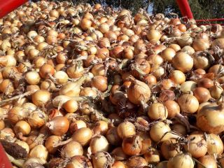 I have about 13 tons of yellow onions to
