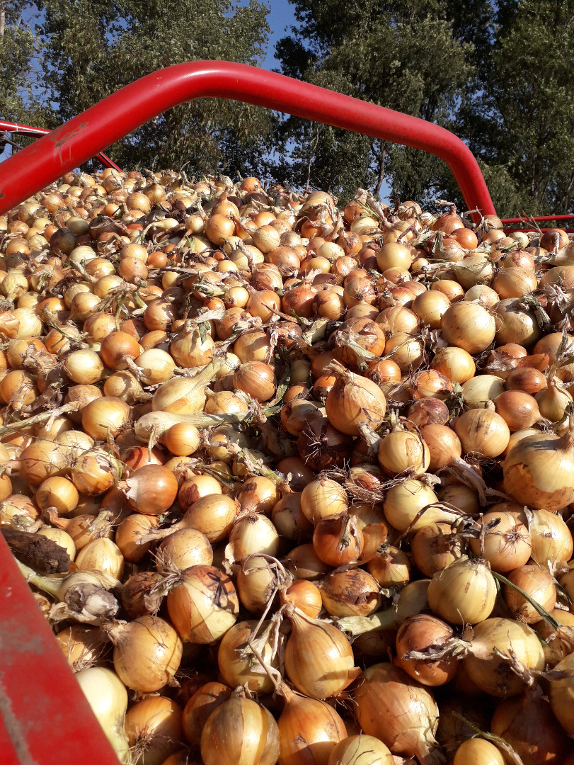 I have about 13 tons of yellow onions to sell, large goods, stored in boxes, harvested goods not sorted