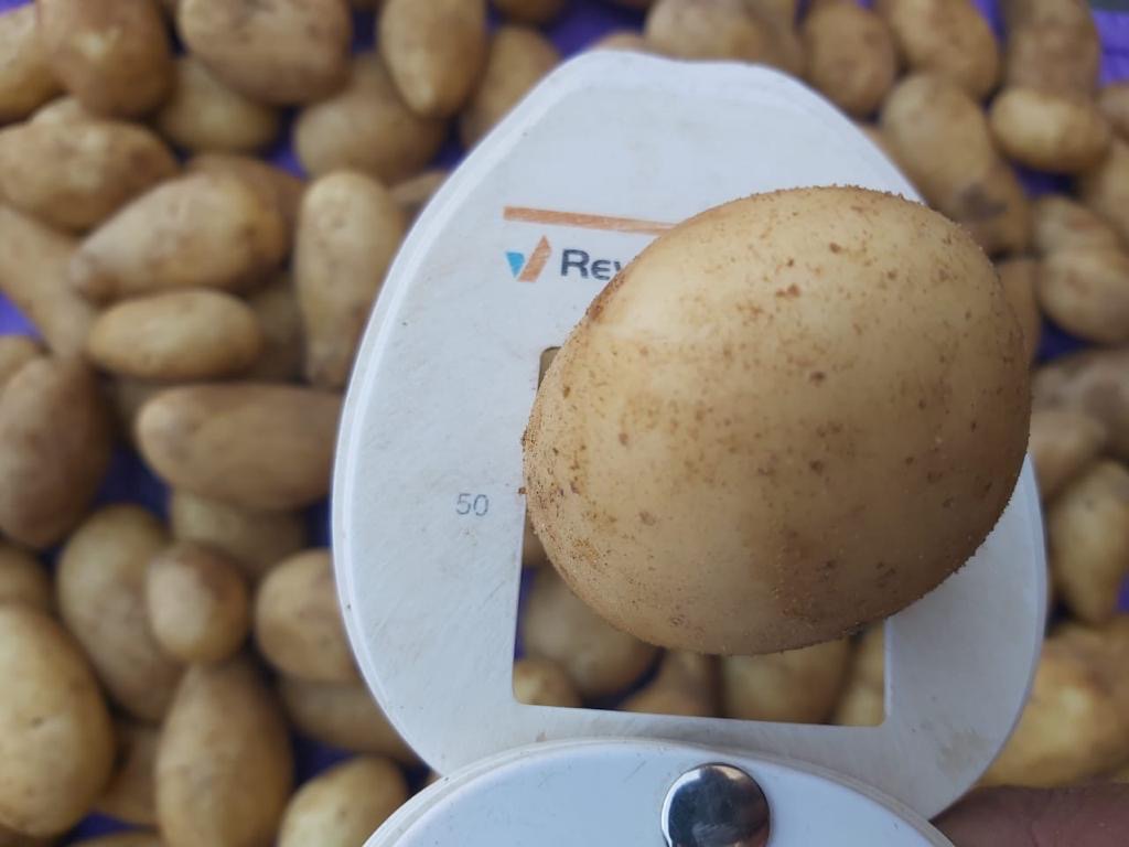 White potatoes Variety: Mondial 55+ Origin: Egypt Harvest 2024