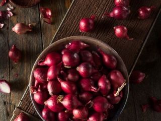 Purple onion harvest 2024, caliber 5+ of the highest