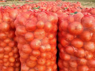Red onions harvest 2024, caliber 5+ of the highest
