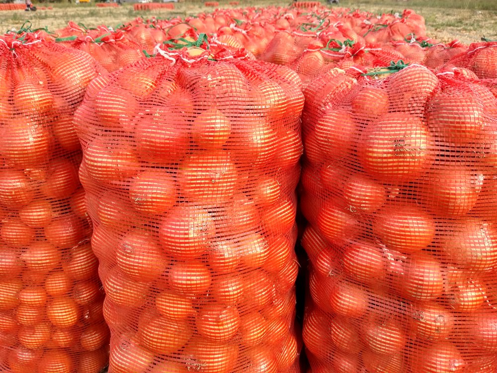Red onion harvest 2024, caliber 5+ of the highest quality at competitive prices