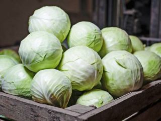The company offers fresh white cabbage for the 2024