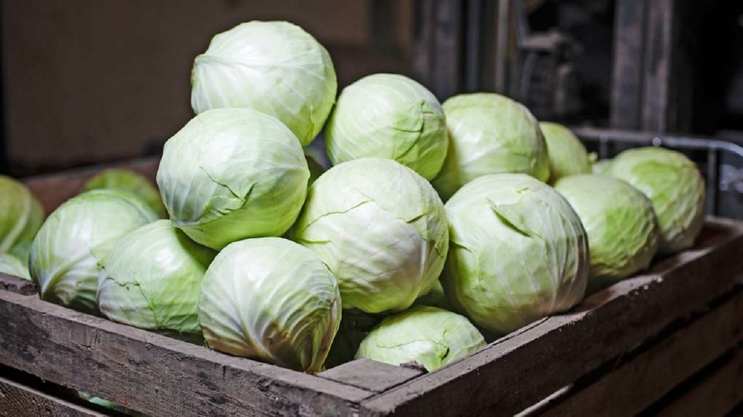 The company offers fresh white cabbage for the 2024 harvest
