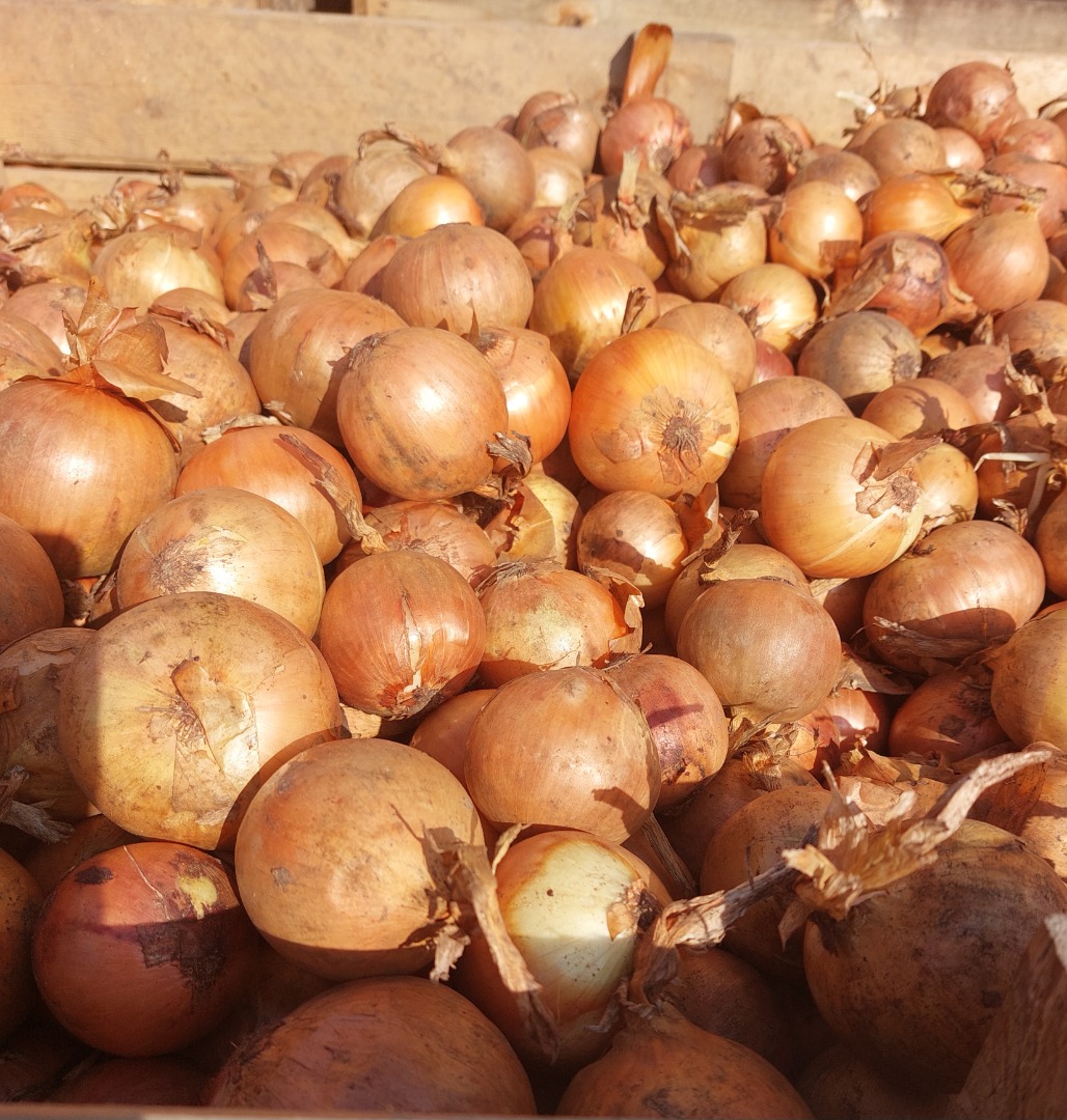 FOR SALE - ONION ...