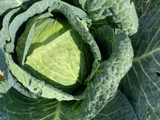 I am selling natural white cabbage with extra quality.