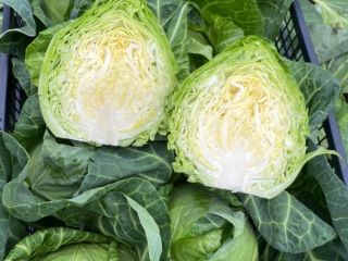 Leading producer and exporter of fresh young cabbage in