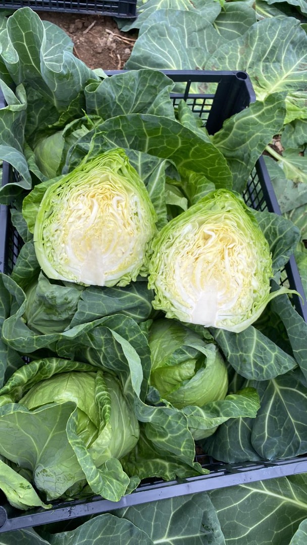 Leading producer and exporter of fresh young cabbage in North Macedonia!We have huge quantities of high quality 1st class young cabbage, unpilled and perfect