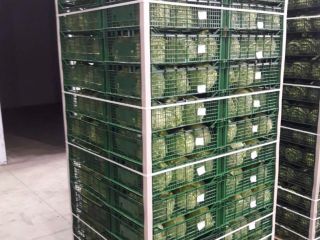 Straight from the ground, harvested by the hardworking hands