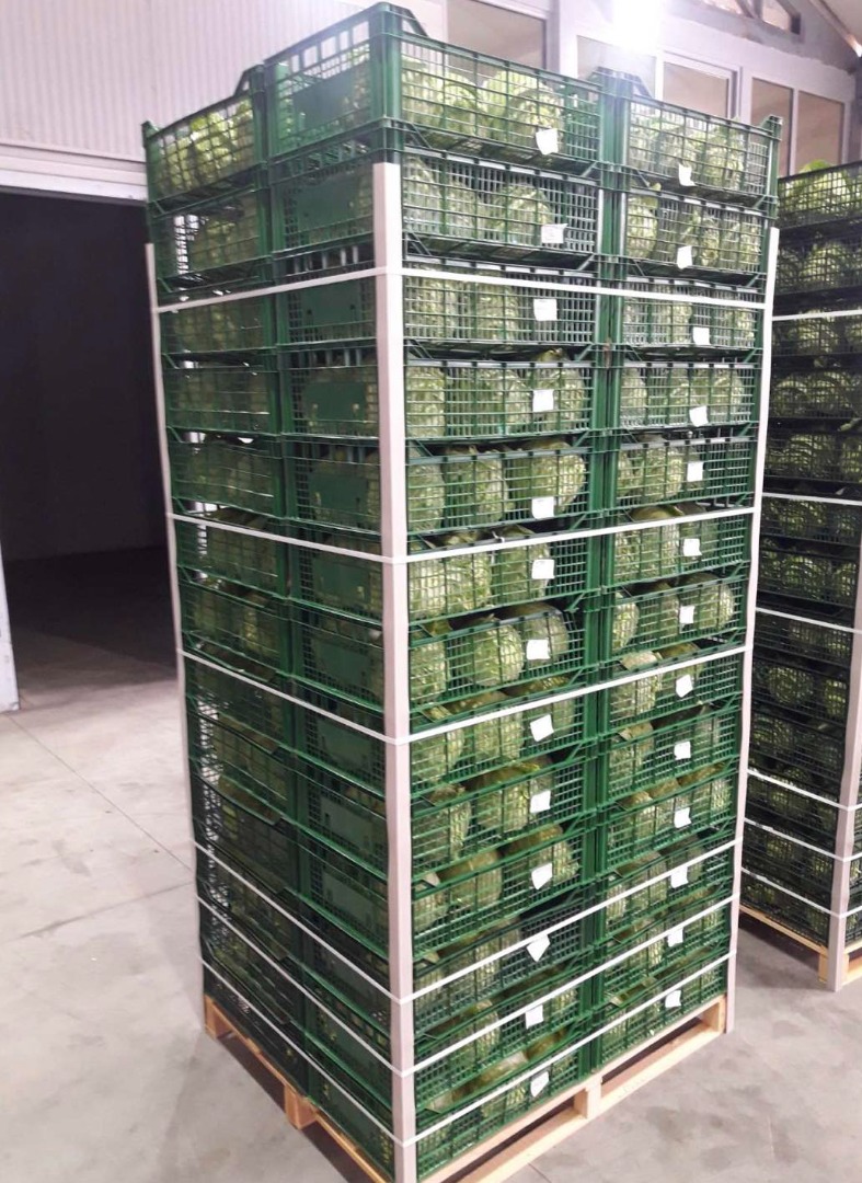 Straight from the ground, harvested by the hardworking hands of our farmers, the cabbage goes to our warehouse for complete processing