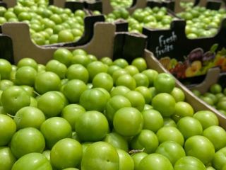 We wholesale green plums. Since quality is one of