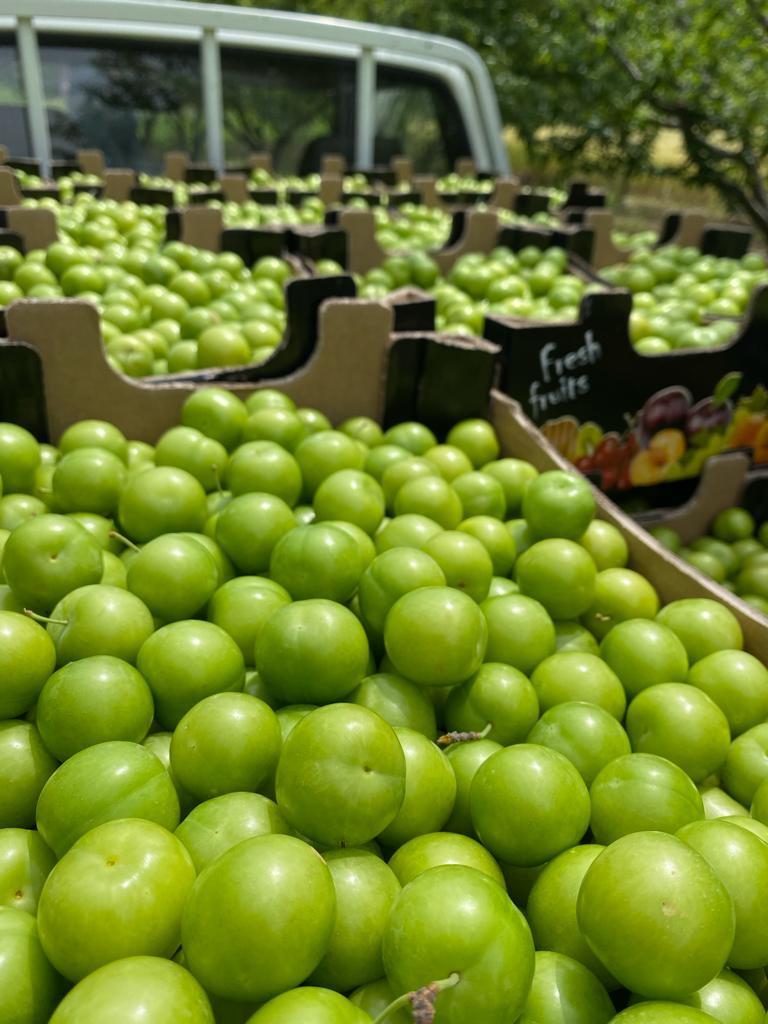 We wholesale green plums