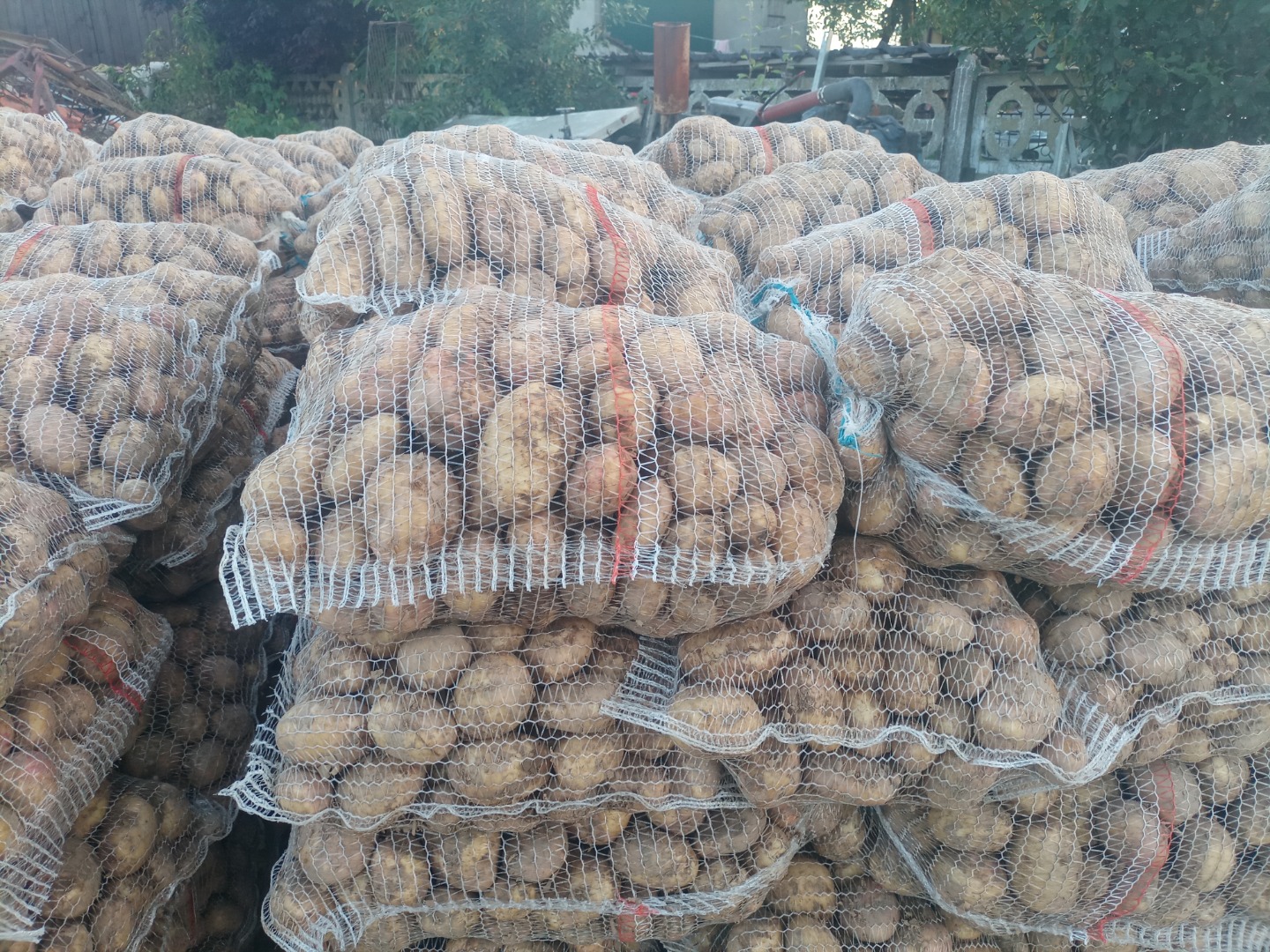 Hello, I will buy white and cream potatoes