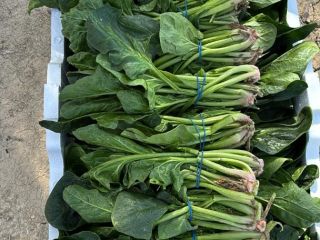 Good morning, we are spinach farmers, producers, and exporters.