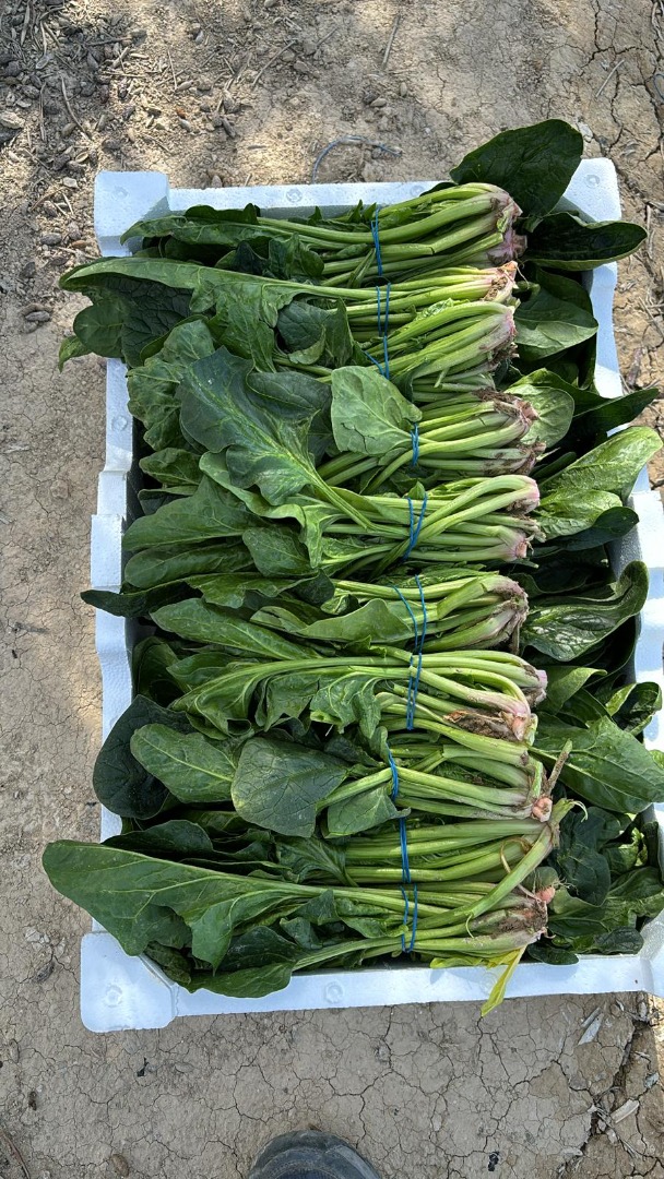 Good morning, we are spinach farmers, producers, and exporters