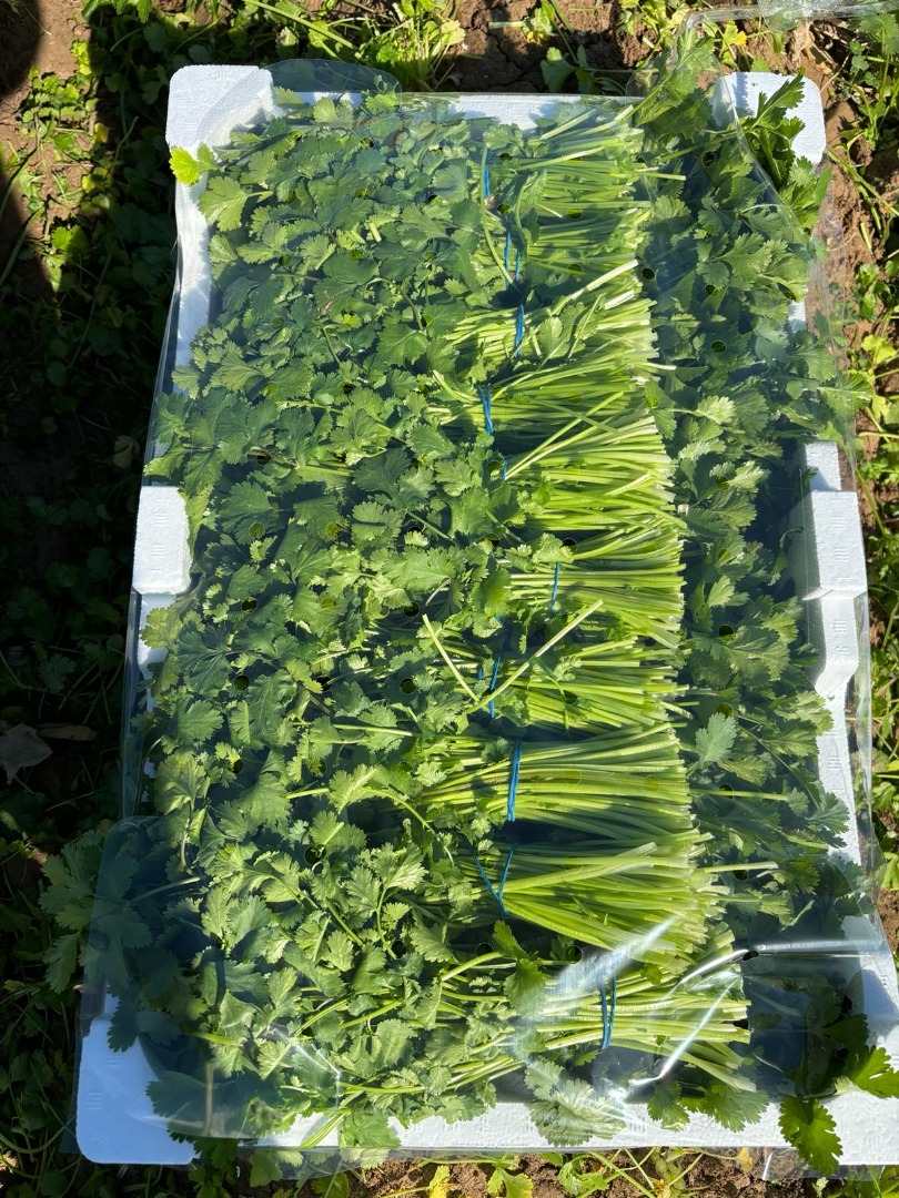 Good morning, we are farmers, producers, and exporters of cilantro/coriander