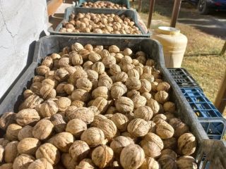 I sell walnuts in shell produced in Romania