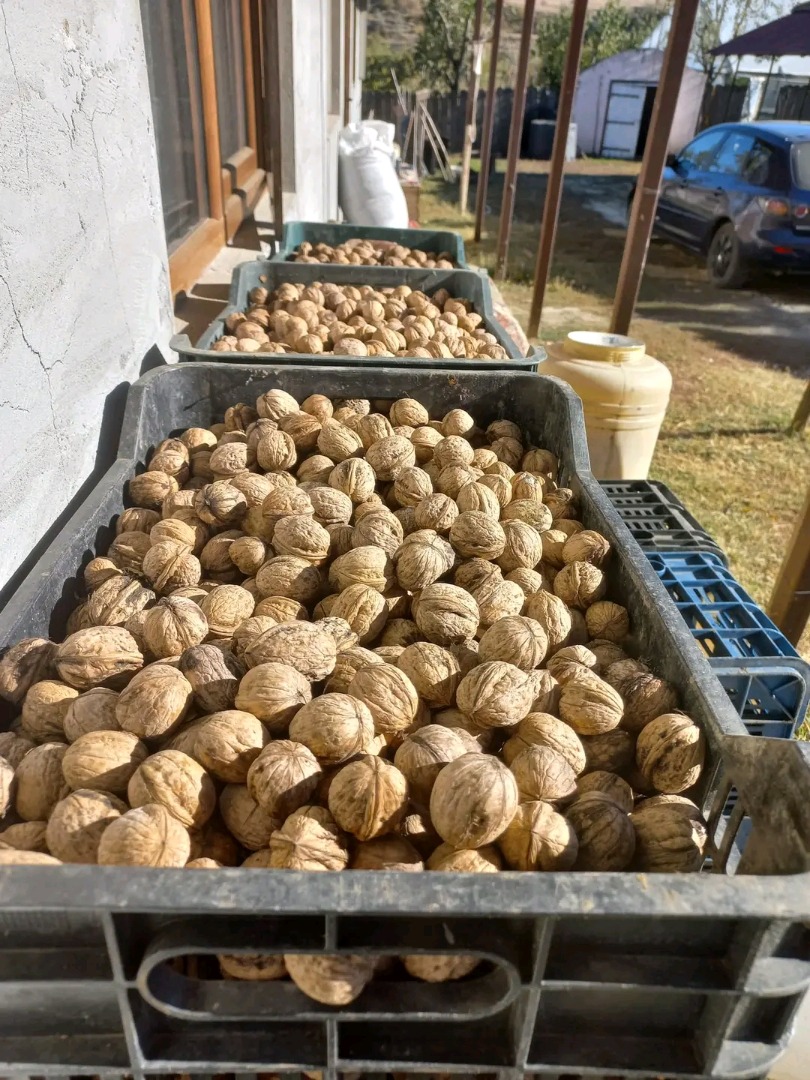 I sell walnuts in shell produced in Romania