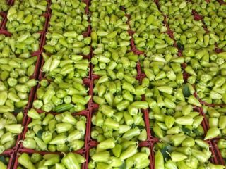 fresh green pepper export from Uzbekistan Our company in