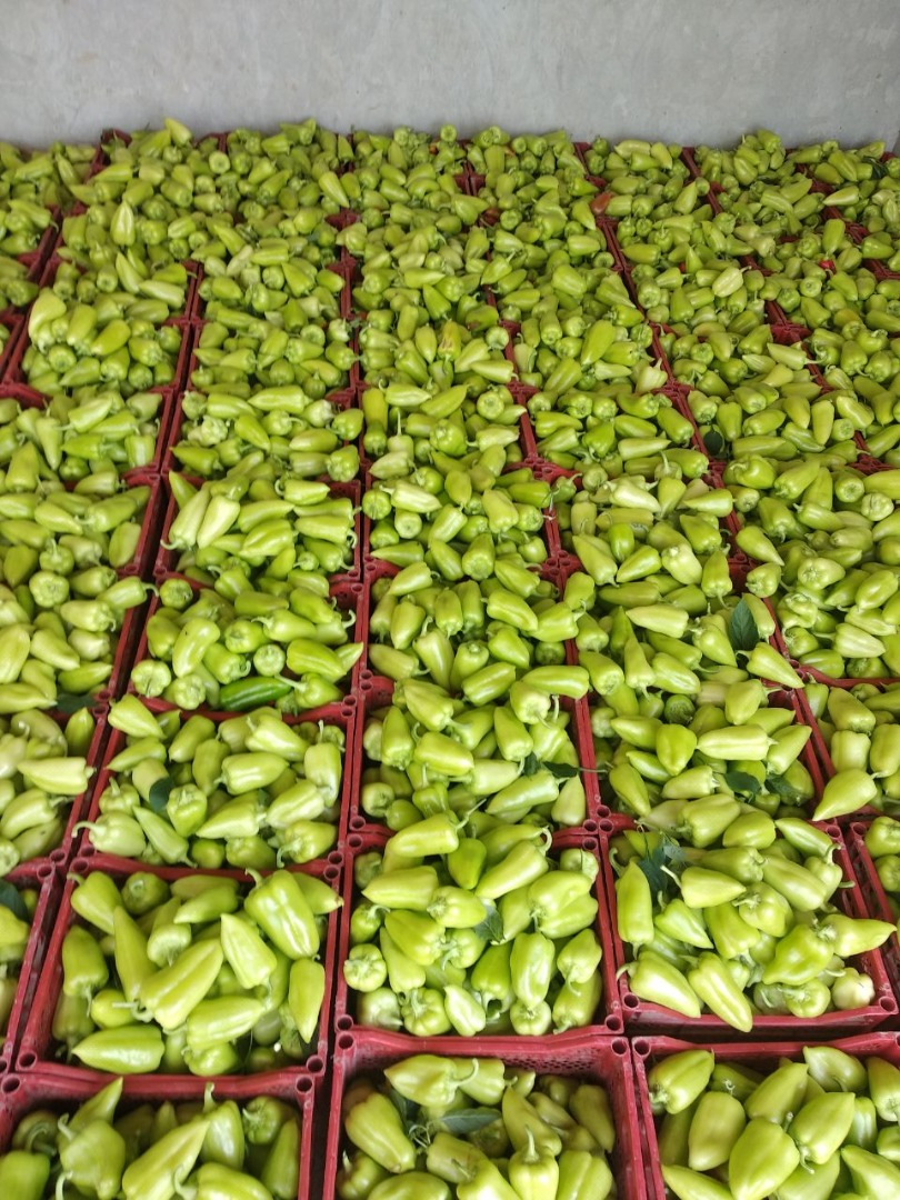 fresh green pepper export from Uzbekistan Our company in Uzbekistan country – Central Asia LLC "World Import Export Trade" - wholesale company agro product