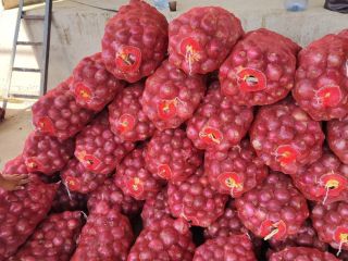 NEW YOUNG ONION / NEW ONIONS START IN UZBEKISTAN