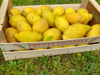 Organic lemons from Campania