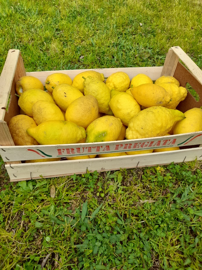 Organic lemons from Campania