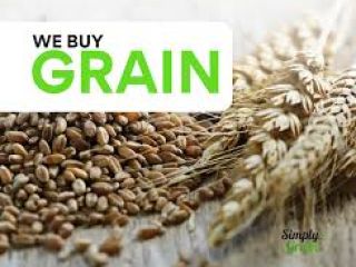 I buy corn/wheat in large quantities, minimum 10,000 tons