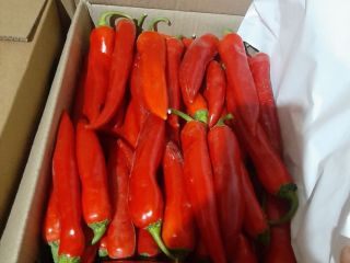 fesh red chilli fresh Red chillies export from Uzbekistan