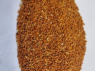 Red millet/ Red millet Price given FCA Osina Mała,