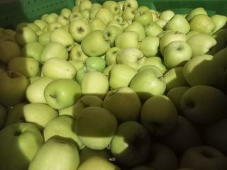 I sell apples of Ajdared, Golden and Modi varieties.