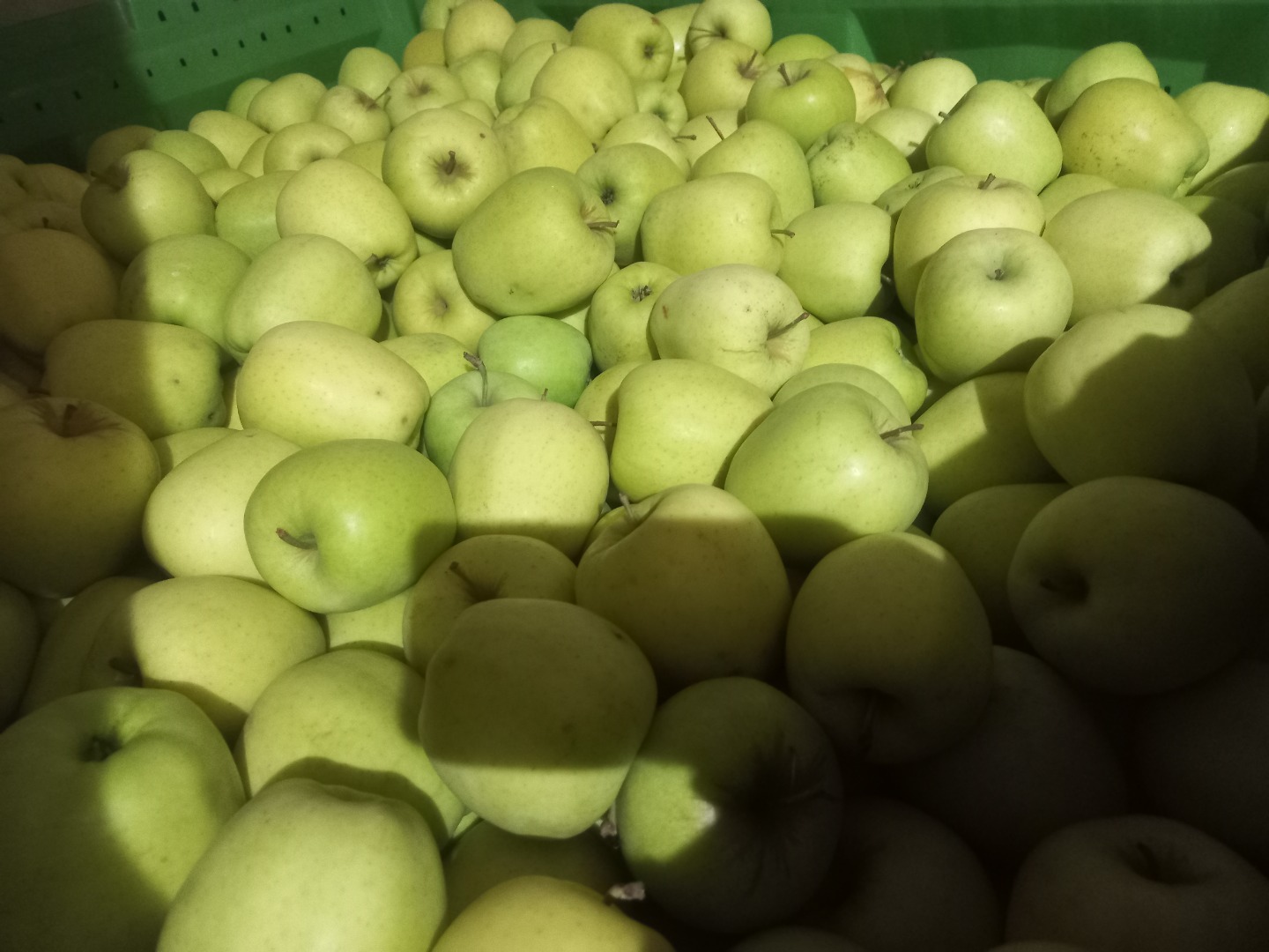 I sell apples of Ajdared, Golden and Modi varieties