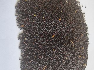 Rapeseed/ Rapeseed Price given FCA Osina Mała, 98-358 Kiełczyglow