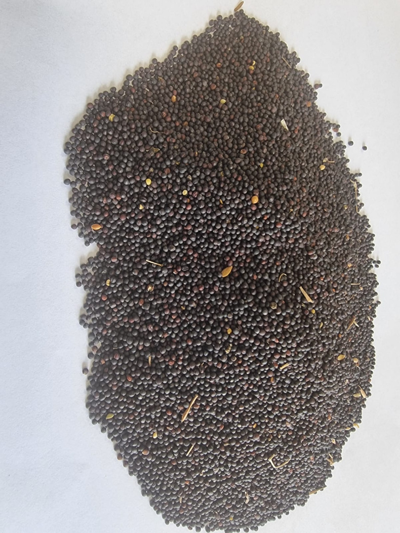 Rapeseed/ Rapeseed Price given FCA Osina Mała, 98-358 Kiełczyglow purity: 99% Method of packaging on clients request Price to be agreed and final confirmation