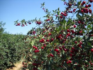 Oblacinska cherry for sale, harvest 2024. Expected ripening time