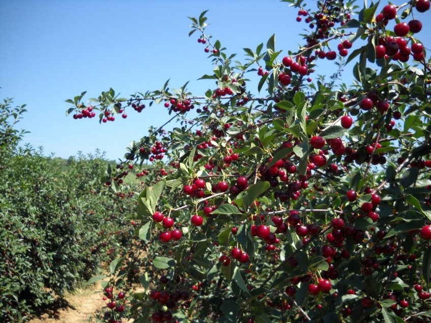 Oblacinska cherry for sale, harvest 2024