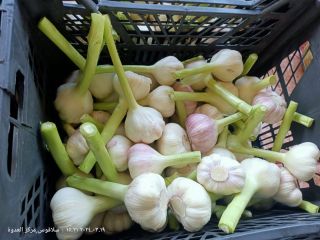 For sale: Fresh purple Egyptian garlic in two types