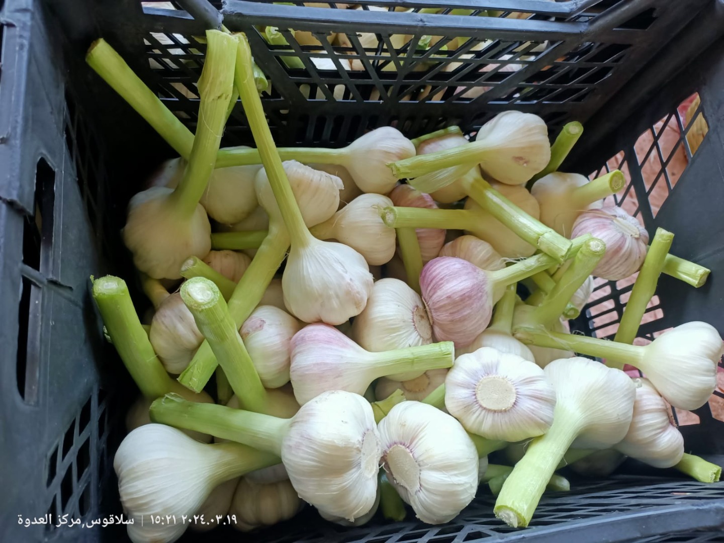 For sale: Fresh purple Egyptian garlic in two types of packaging - 5kg baskets (5.5 caliber) and 20kg bags (6+ caliber with long stem)