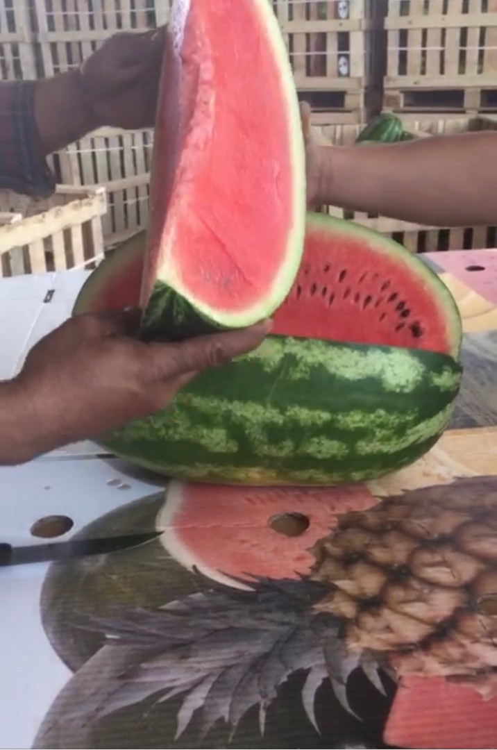 We are importers and producers of Zaghoura watermelon