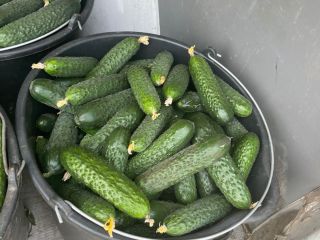 I will sell cucumber from Romania in large quantities.