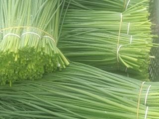 Hello, I am selling thin Jupiter chives in bunches